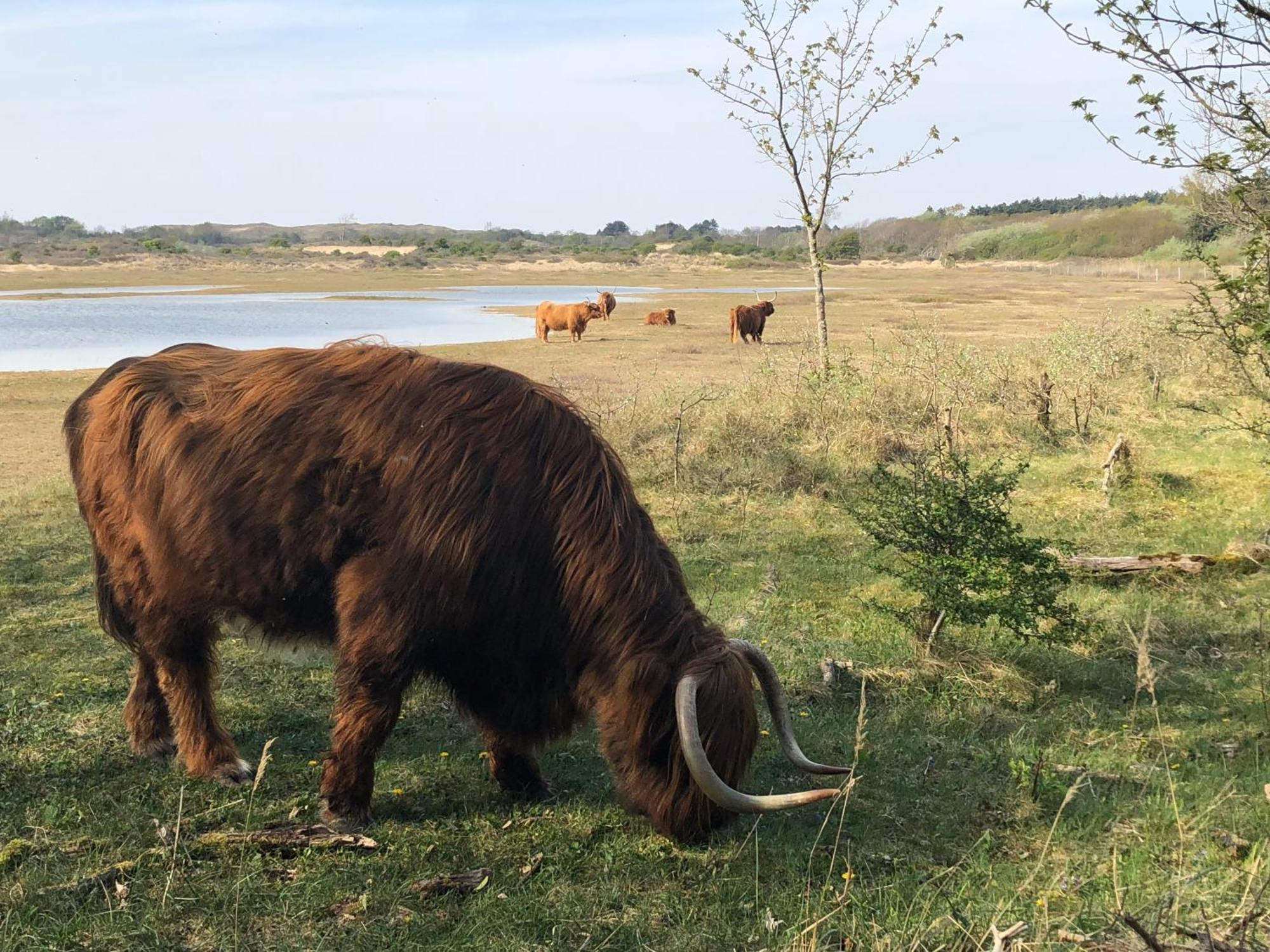 Eco Lodge Duin- Unieke Locatie -Strand, Duin En Nabij Cultuursteden カストリクム エクステリア 写真